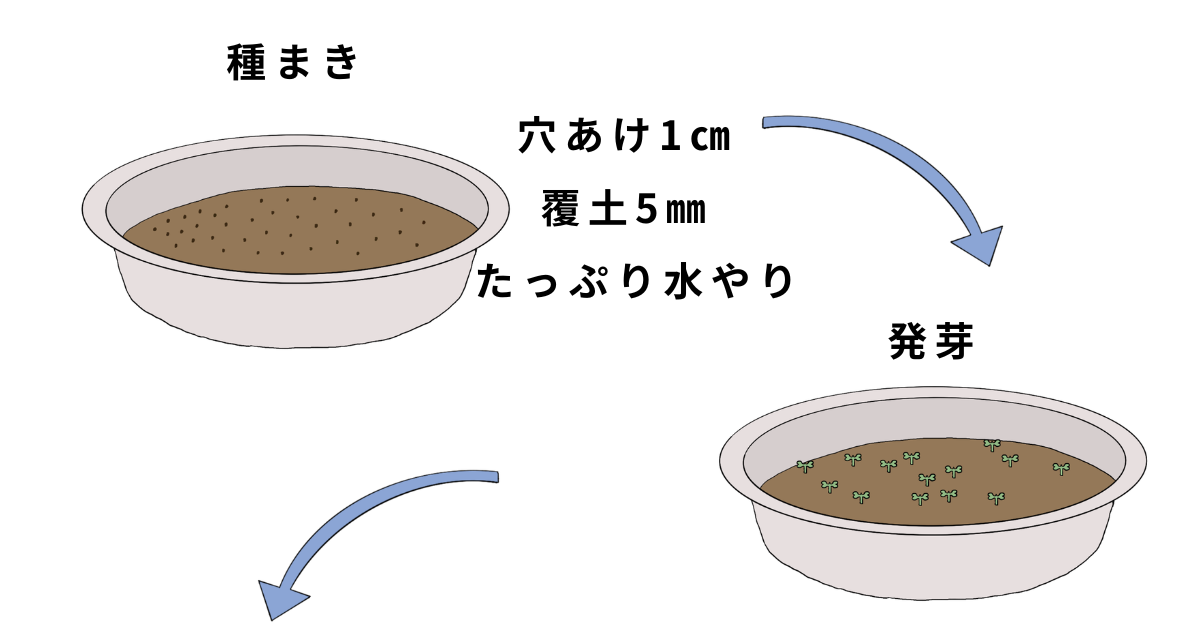 水菜の栽培方法