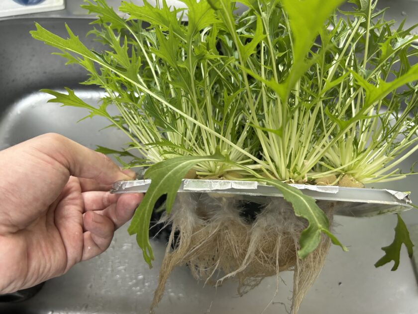 水菜の収穫