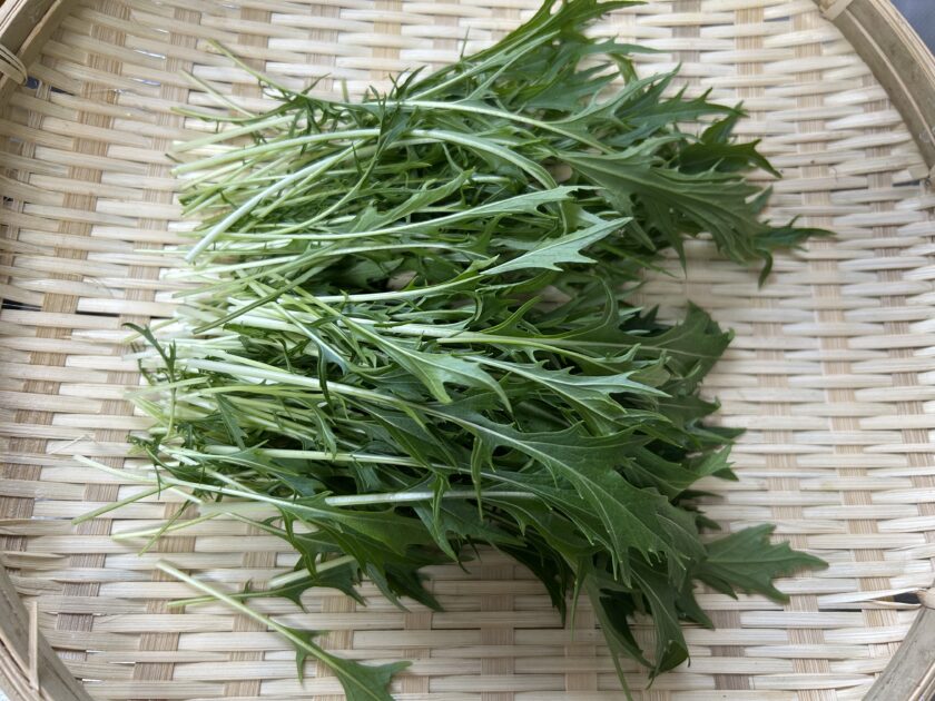 水菜の収穫