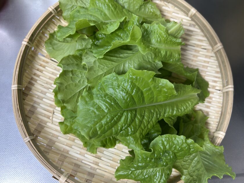 サンチュの収穫