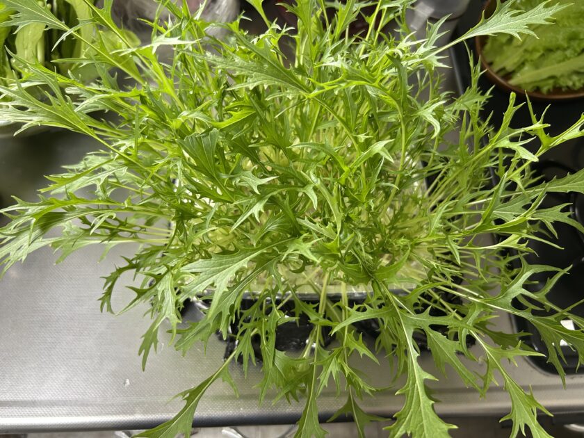 水菜の収穫
