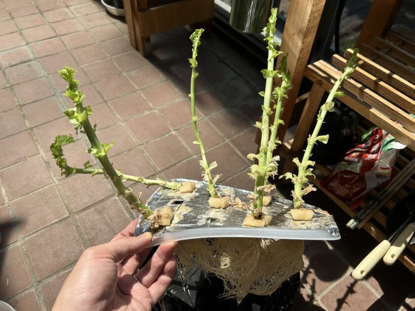 リーフレタスの収穫