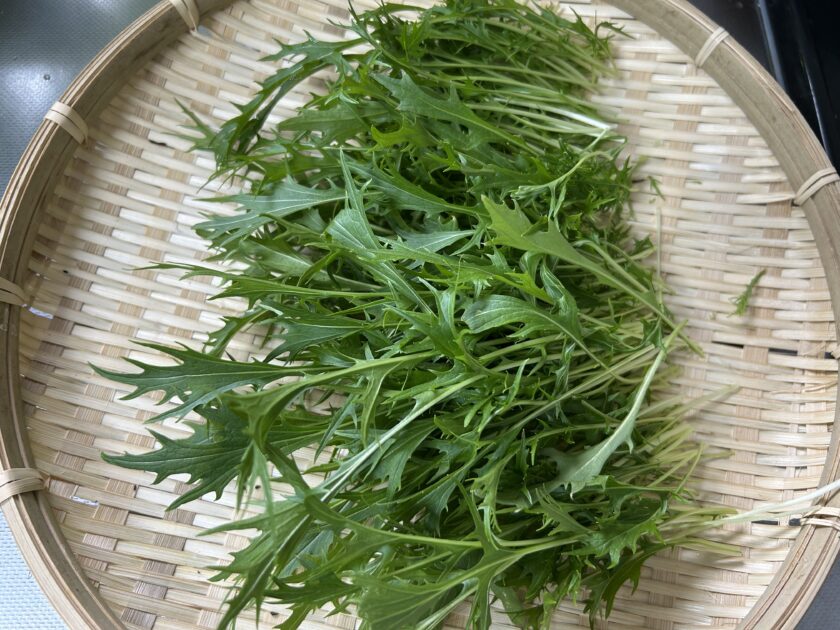 水菜の収穫