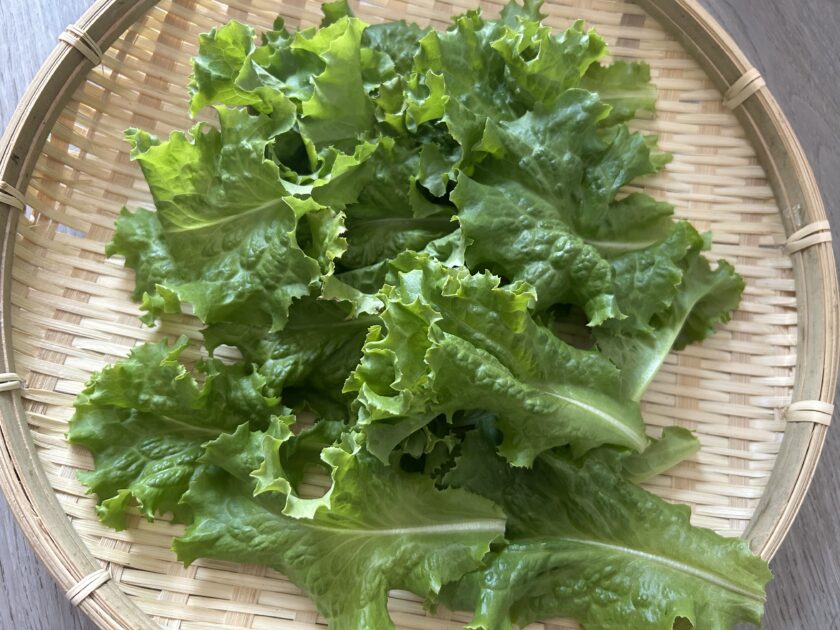 リーフレタスの収穫