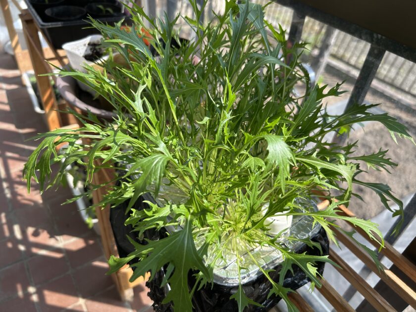 水菜の収穫