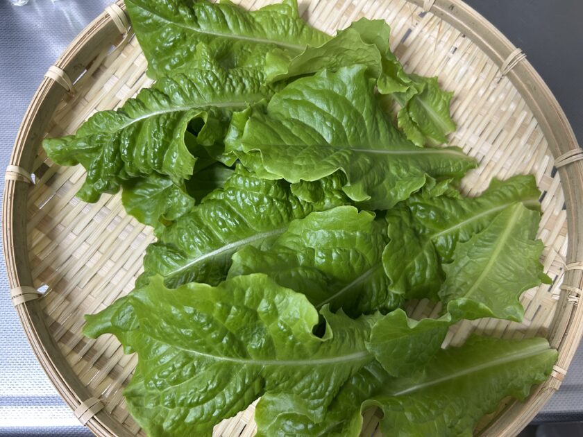 サンチュの収穫