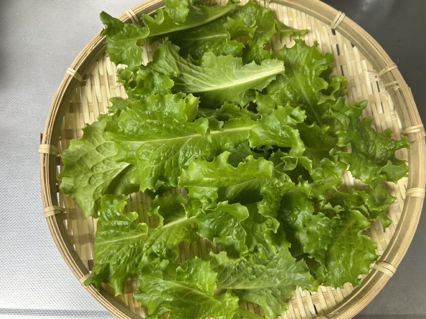 リーフレタスの収穫
