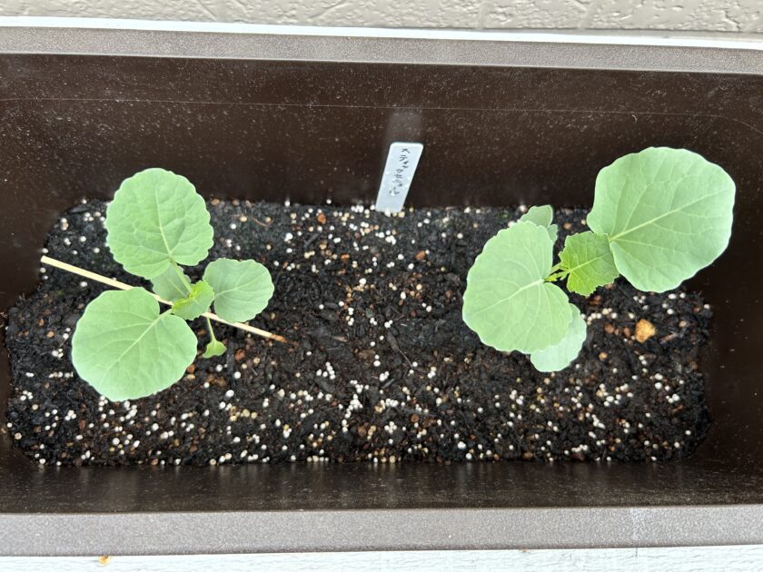 スティックセニョールの成長