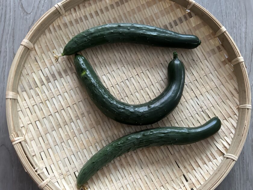 キュウリ収穫