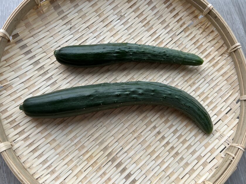 キュウリ収穫