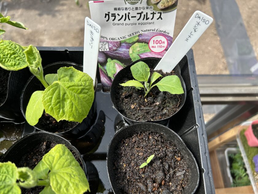 ナスの成長