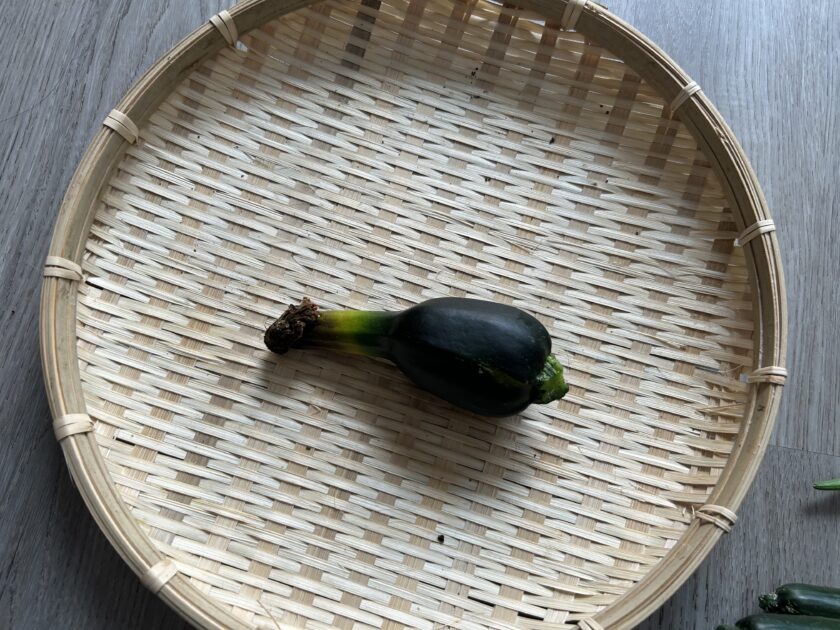 ズッキーニの収穫