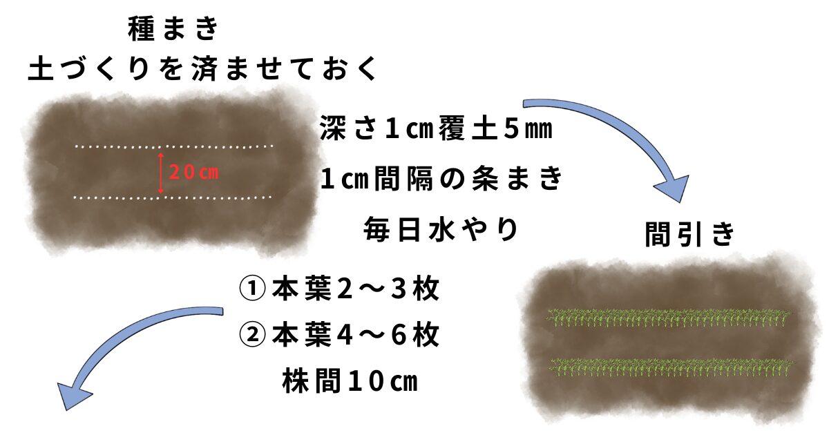 ニンジンの栽培方法