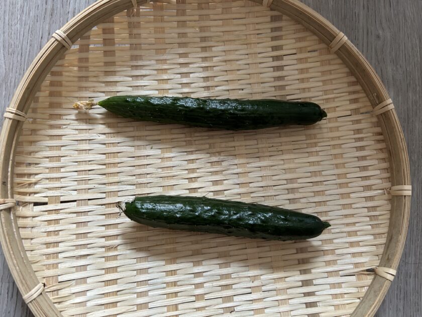 キュウリ収穫