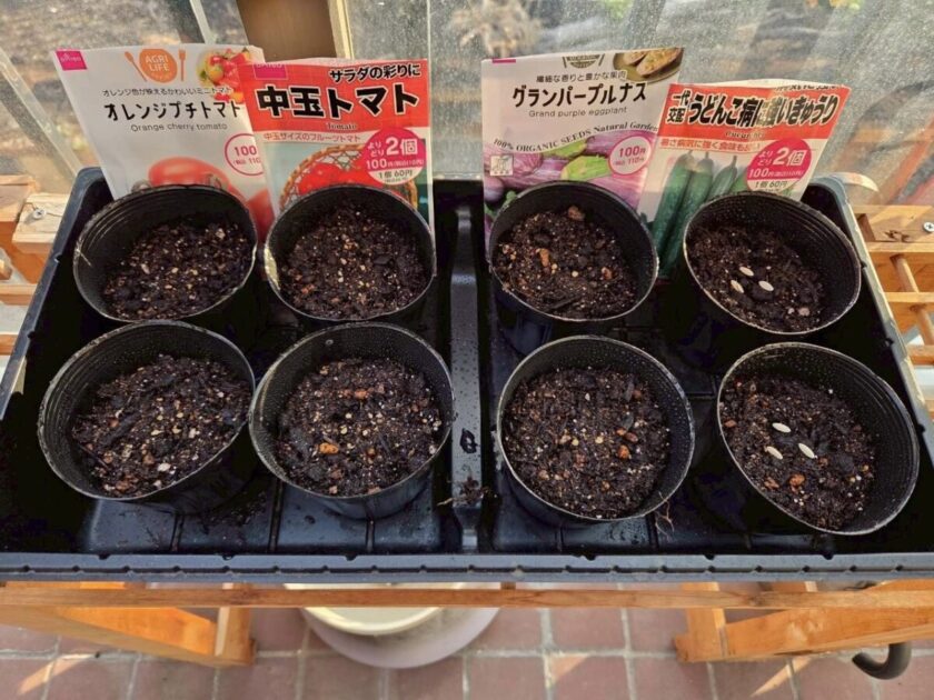 ナスの種