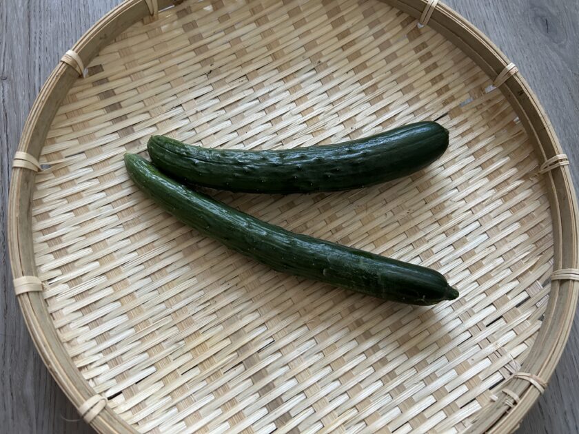 キュウリ収穫