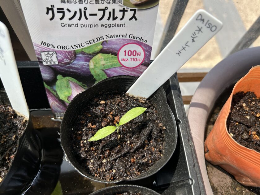 ナスの成長