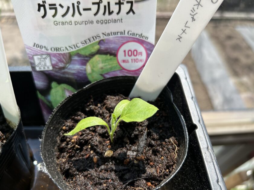 ナスの成長