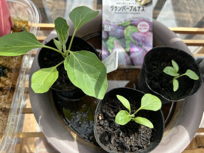 ナスの成長