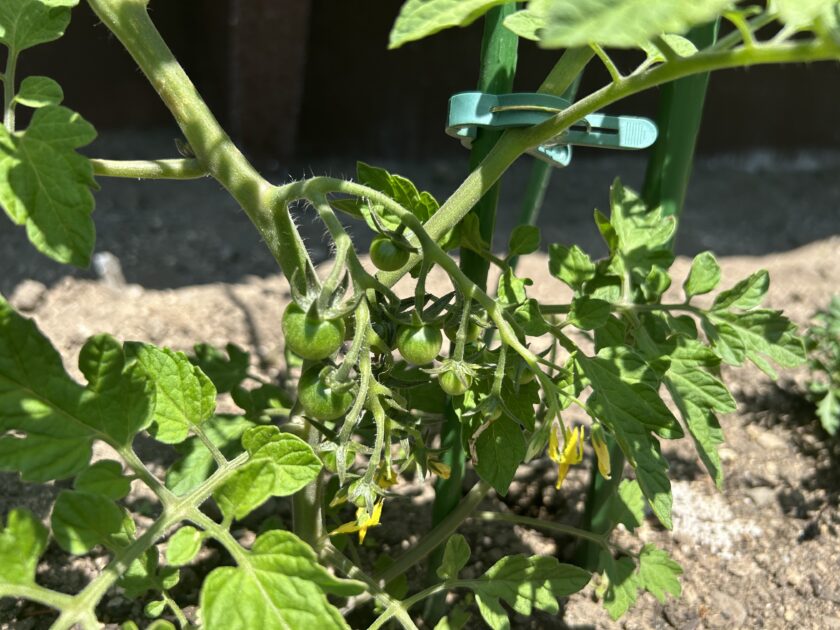 ミニトマトの成長