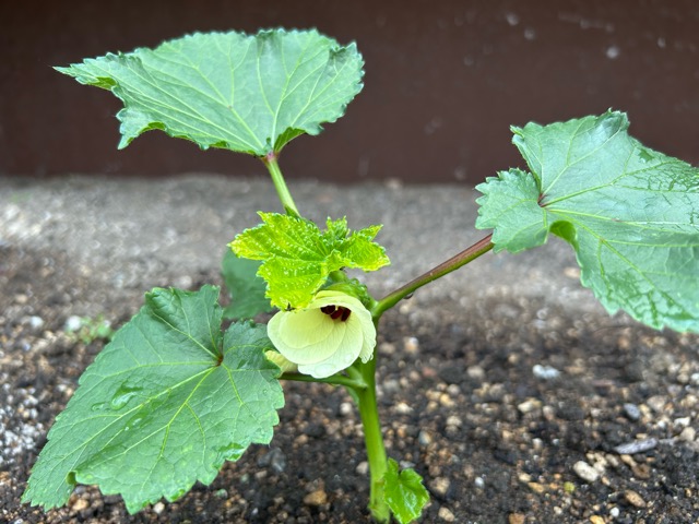 7/3
