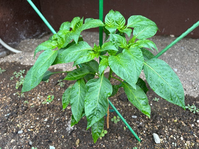 7/12