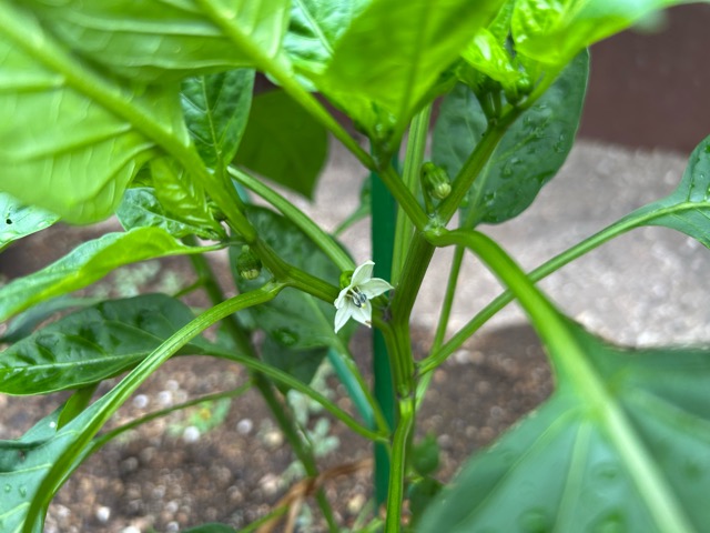 7/12