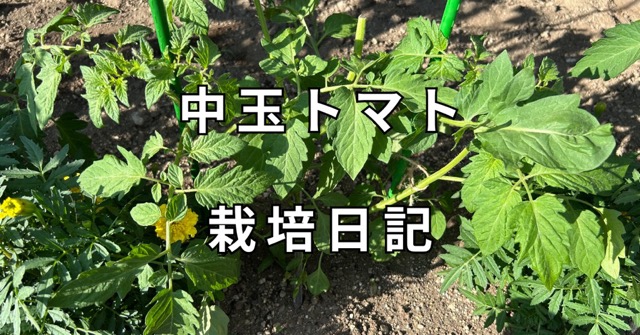 中玉トマト　サムネイル
