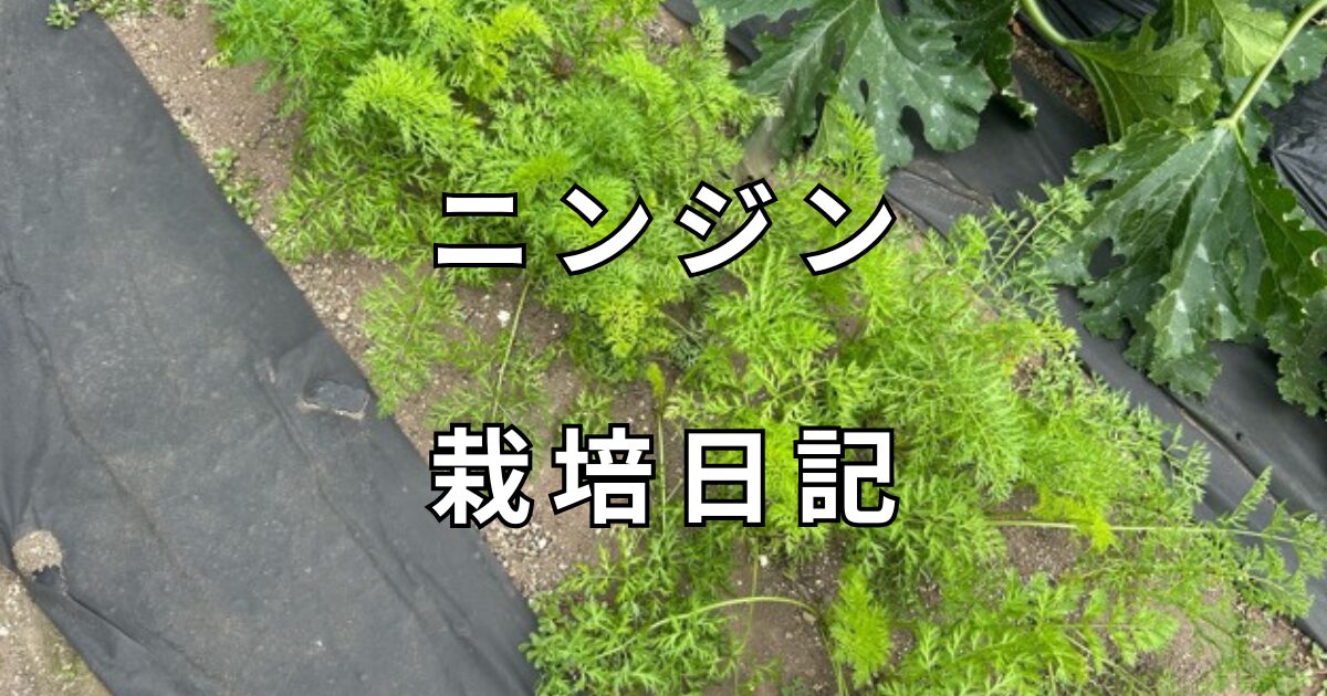 ニンジン栽培日記　サムネイル