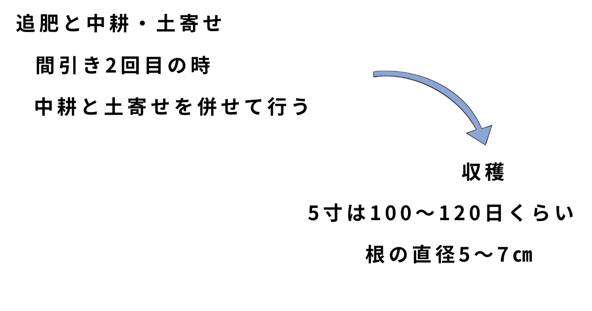 ニンジンの栽培方法