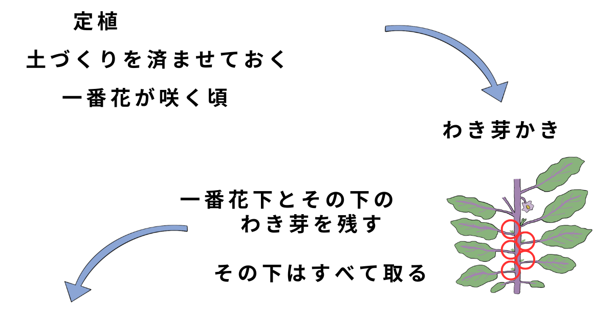ナスの栽培方法