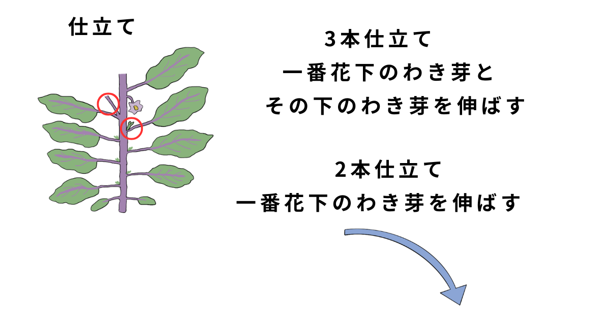 ナスの栽培方法