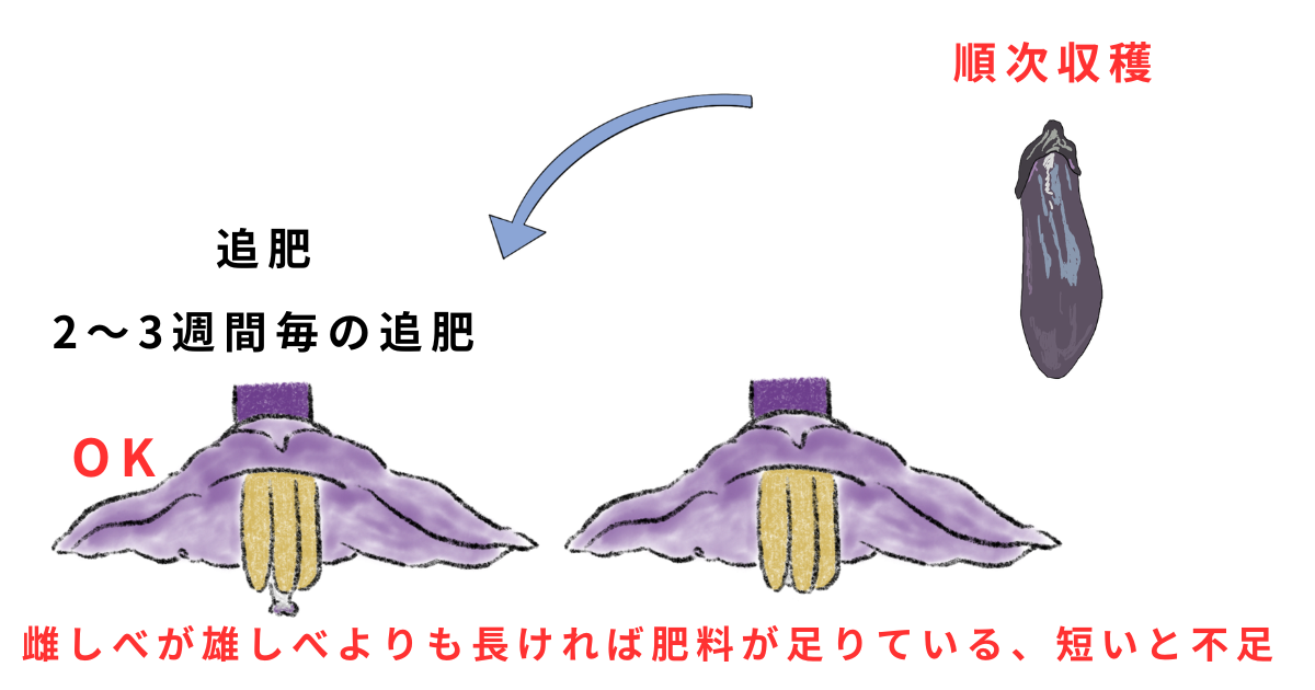 ナスの栽培方法