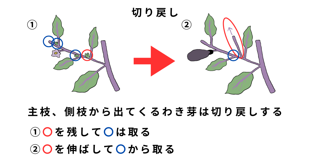 ナスの栽培方法