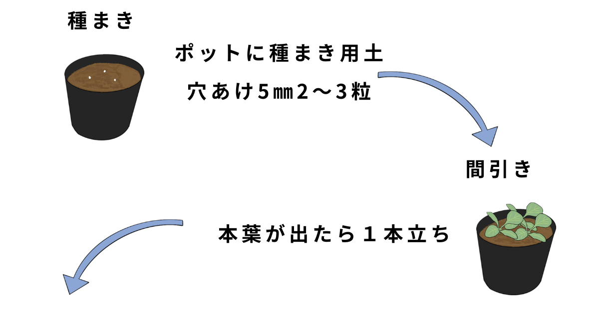 ナスの栽培方法