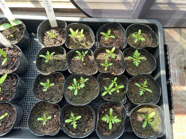 4/30