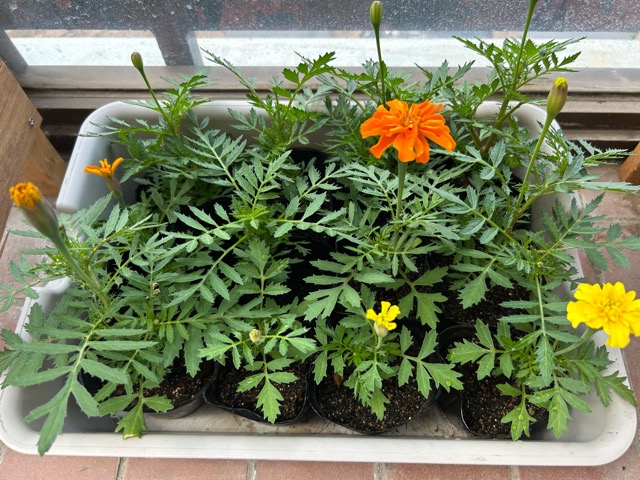 5/31