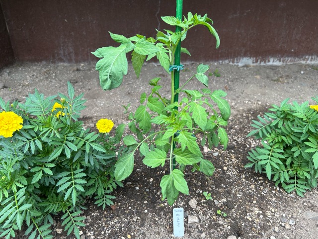 6/29