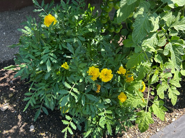 7/21