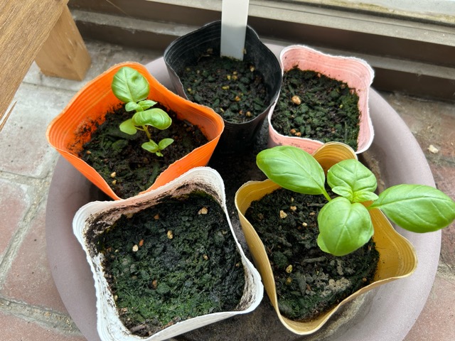 6/6