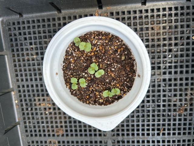 5/15