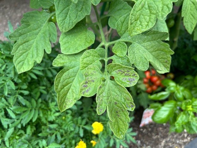 7/25