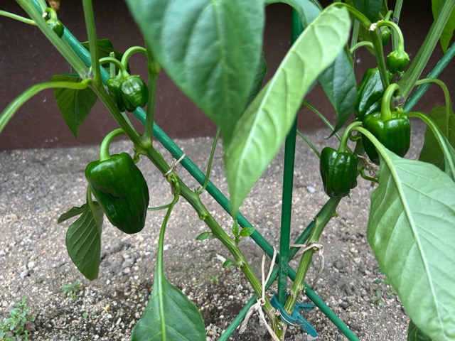 7/29