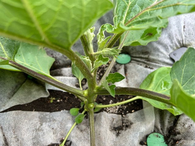 7/12