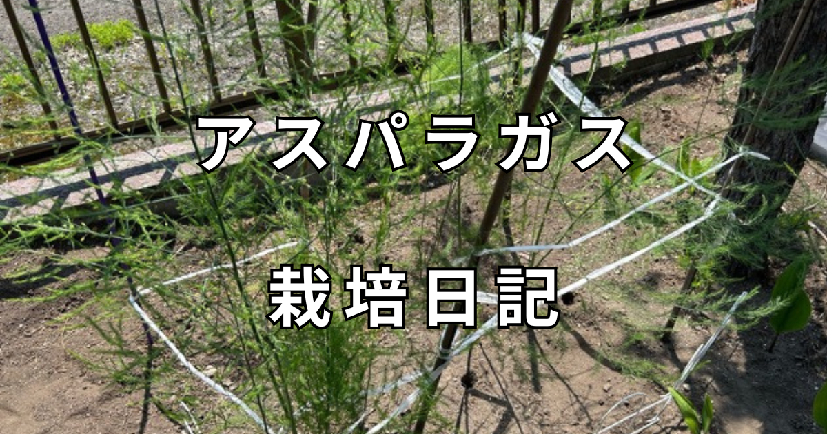 アスパラガス　栽培日記　サムネイル