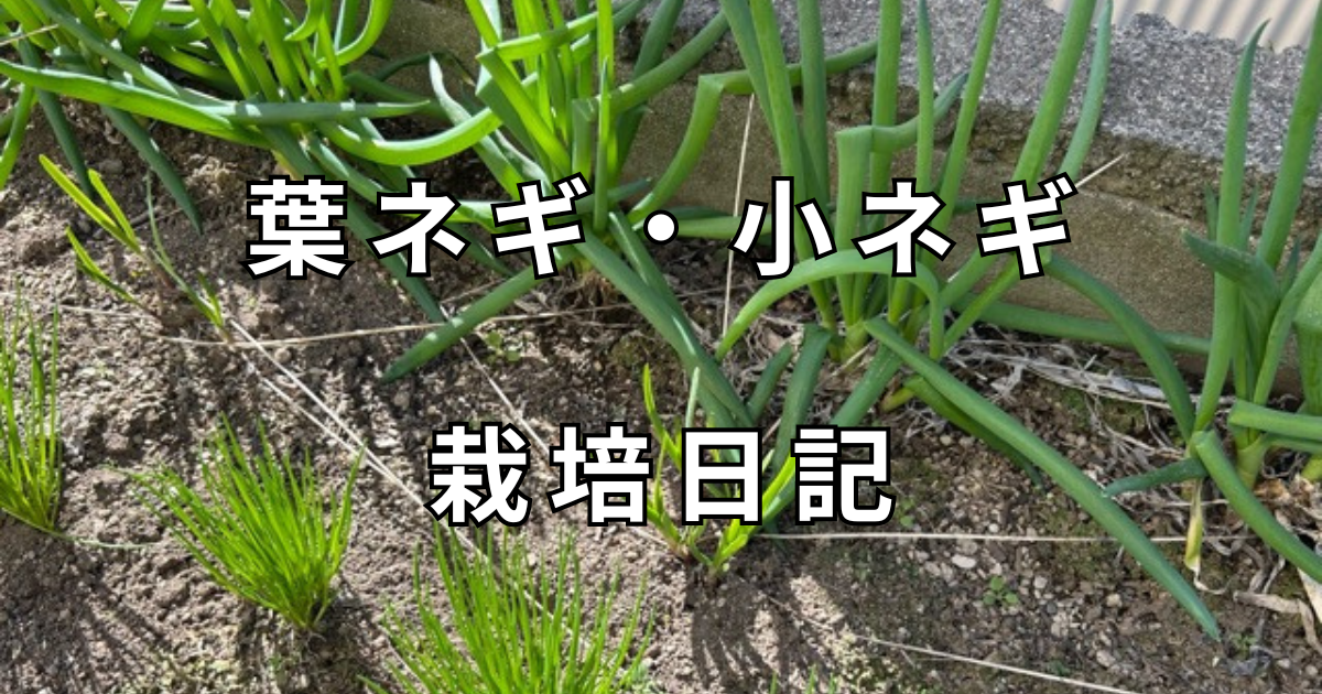 葉ネギ栽培日記　サムネイル