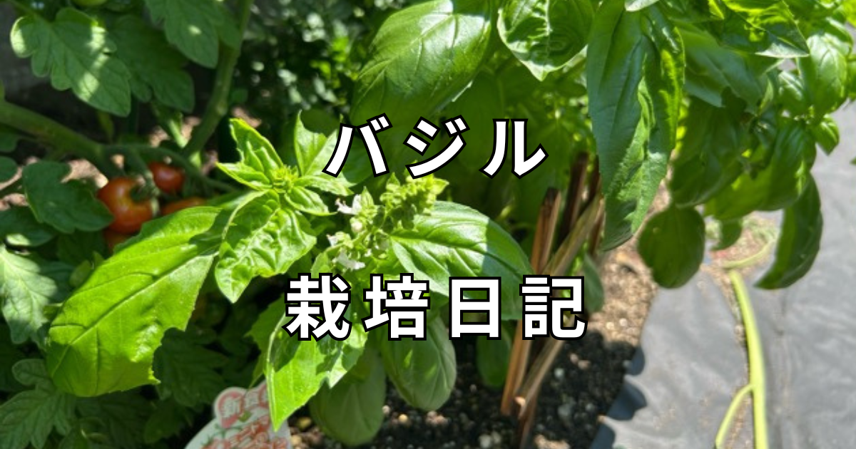 バジル　栽培日記　サムネイル