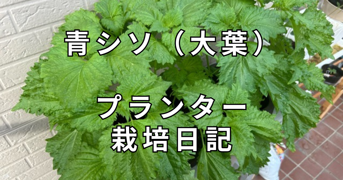 青シソ栽培日記　サムネイル