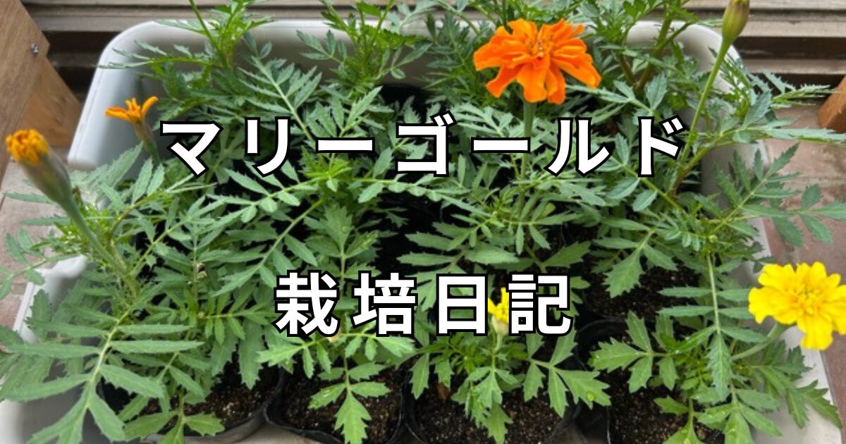マリーゴールド栽培日記　サムネイル