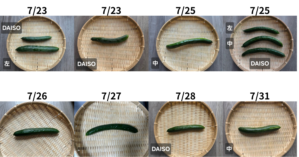 7/23～7/31